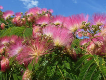 Albizia Seeds (Albizia julibrissin) for a lasting display in the Flower Bed & Urban Garden