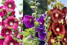 Mixed Hollyhock Seeds (Alcea spp.) for growers filling out the Flower Bed