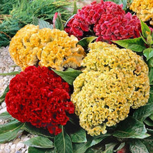 Cockscomb Seeds (Celosia argentea) for seasonal color across the Flower Bed & Garden