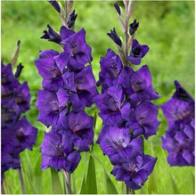 Gladiolus Flower for Planting in Blue Garden Seeds for a lasting display in the Blue Garden
