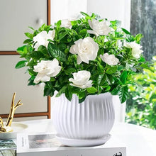 Cape Jasmine Seeds (Gardenia jasminoides) for growers filling out the Flower Bed