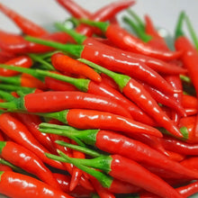 Hawaiian Chili Pepper Seeds (Capsicum frutescens) for home growers seeking a reliable harvest