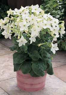 Nicotiana Saratoga White Flower Pelletized Seeds for a bright addition to the Elegant Annual Gardens