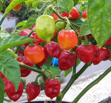 Pepper Capsicum Chinense Organic Heirloom Habanero Seeds for a reliable harvest in the Spicy Kitchen Garden