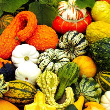 Pumpkin Seeds (Cucurbita pepo) for a reliable harvest in the Decorative Backyard Garden