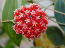 Mixed Hoya Hoya spp for planting in indoor garden