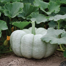 Pumpkin Vegetable for planting