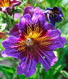 Annual Painted Tongue Kew Blue Flower Salpiglossis Sinuata Seeds for growers seeking a long-blooming display