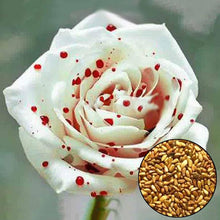 Rose Rosa Hybrida White Drop of Blood Seeds for a bright addition to the Decorative Garden Displays