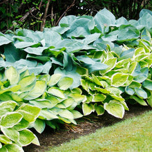 Hosta Perennial Plants for reliable seasonal color