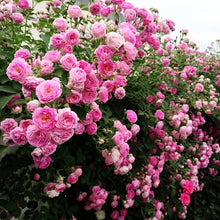 Mixed Climbing Rose Seeds (Rosa spp.) for trellises and fences in the Flower Bed