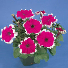 Red Picotee Petunia Dreams Seeds for a bright addition to the Balcony Planters Flower Beds