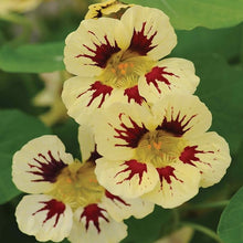 Yellow Orchid Perennial Flower - for planting in home garden