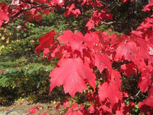 Red Chinese Maple Tree Seeds for a lasting addition to the landscape