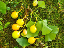 Ginkgo Yellow Flower Tree Seeds (Ginkgo biloba) for long-term planting in the urban garden yard