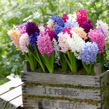 Water Hyacinth Seeds, Potted Flower Seeds, Mixed Colors, et of Seeds  Ornamental Garden Plant Premium Quality Seeds