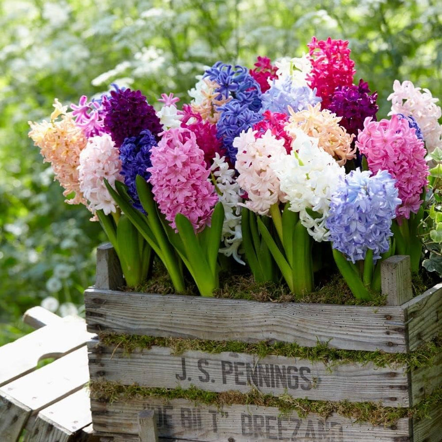 Water Hyacinth Seeds, Potted Flower Seeds, Mixed Colors, et of Seeds  Ornamental Garden Plant Premium Quality Seeds