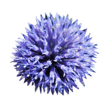 Blue Globe Thistle Echinops Ritro Seeds for a lasting display in the Flower Bed & Urban Garden
