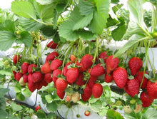 Strawberry Fragaria × Ananassa fruit Seeds for sweet homegrown fruit in the kitchen garden and vertical containers