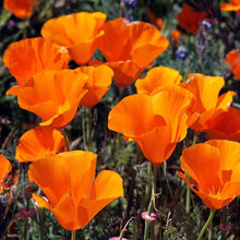 Eschscholtzia Mixed Color California Poppy Seeds for a bright addition to the Flower Wildflower Garden