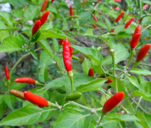 Thai Pepper Seeds (Capsicum annuum) for growers stocking the spicy backyard gardening and indoor chili pot cultivation