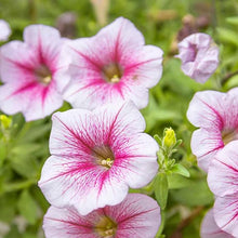 Petunia Mixed Colors Organic Garden Seeds for reliable seasonal color