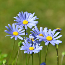 Daisy Seeds for growers filling out the Bright, Cheerful Garden Blooms