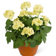 Japanese Geranium Seeds (Geranium thunbergii) known for groundcover and backyard planting