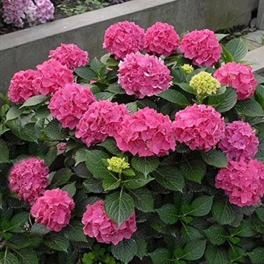 Hydrangea 'Zorro' Deep Pink Flowerheads