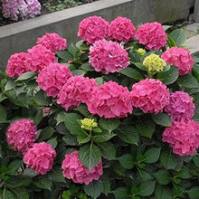Hydrangea 'Zorro' Deep Pink Flowerheads