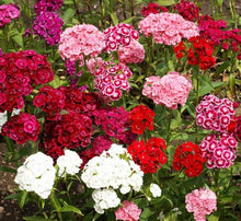 Dianthus Dianthus Barbatus Sweet William Multi-Color Seeds for a lasting display in the Cut Garden Borders
