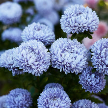 Rainbow Aster Perennial Seeds for a lasting display in the Home & Garden