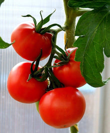 Heirloom Tomato Homestead Seeds for growers stocking the Vegetable Patch & Garden