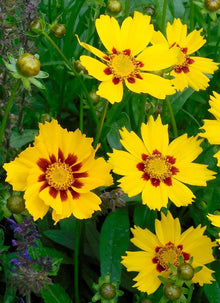 Coreopsis American Dream Seeds for a lasting display in the Wildflower Border Garden