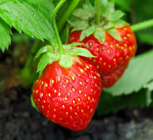 Climbing Strawberry Seeds (Fragaria x ananassa) for sweet homegrown fruit in the Vegetable Patch & Urban Garden