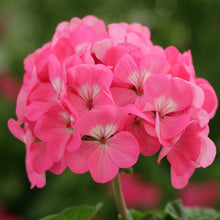 Geranium Pelargonium × hortorum Logro Nano Deep Rose flower seeds for planting in containers or borders - for planting in home garden