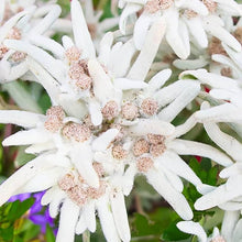 Light Purple Edelweiss Seeds (Leontopodium alpinum) for gardeners building out beds and borders