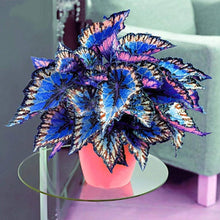 Blue Coleus Seeds Beautiful Flowering Plants Bonsa in Pot Balcony Magical Color By Svi  Ornamental Garden Plant Garden Plant Seeds