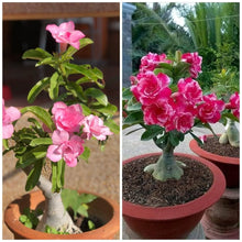 Desert Rose Bonsai Adenium Obesum for Urban Garden Seeds for long-term planting in the Urban Garden