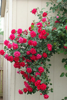 Climbing Rose Seeds (Rosa spp.) for climbing cover in the Flower Bed