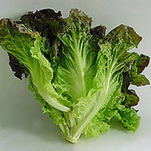 Red Leaf Lolla Rosa Lettuce Seeds for home growers seeking a reliable harvest