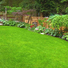 Grass Plant Seeds (Poaceae family) for filling out the vegetable patch urban garden