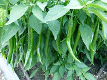 Pepper Seeds (Capsicum annuum) for productive rows in the Green Big Long Horn in Kitchen Garden