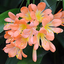 Clivia Seeds for growers filling out the Garden or Pots