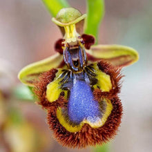Bee Orchid Seeds (Ophrys apifera) for reliable seasonal color