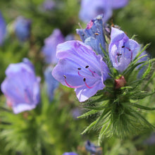 Heirloom Blue Viper Bugloss Seeds