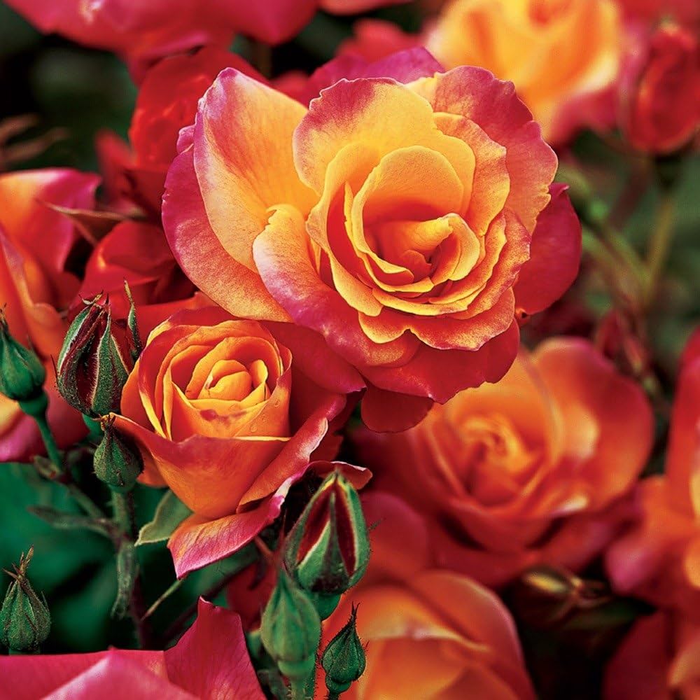 Polyantha Rose Climbing Plant Mix Flower - for planting in home garden