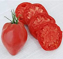 Heart Tomato Solanum lycopersicum for planting in vegetable patch