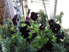 Pansy Seeds for reliable seasonal color