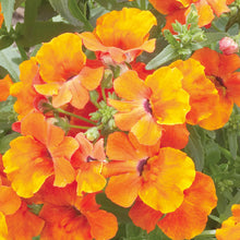 Nemesia Nemesia Strumosa Orange Prince Seeds for growers planting the Garden Edging